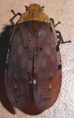 Penthicodes atomaria