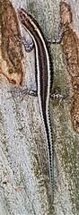 Cryptoblepharus pulcher pulcher