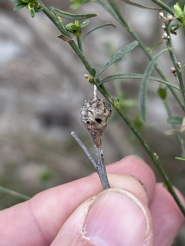 Unknown species found near Sandy Lane Park, Fort Worth, TX, US