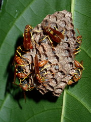 Mischocyttarus phthisicus