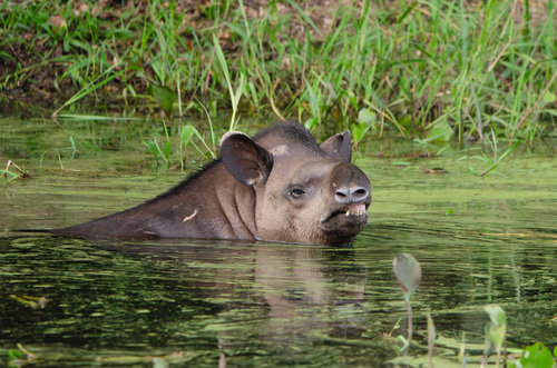 Brazilian Tapir