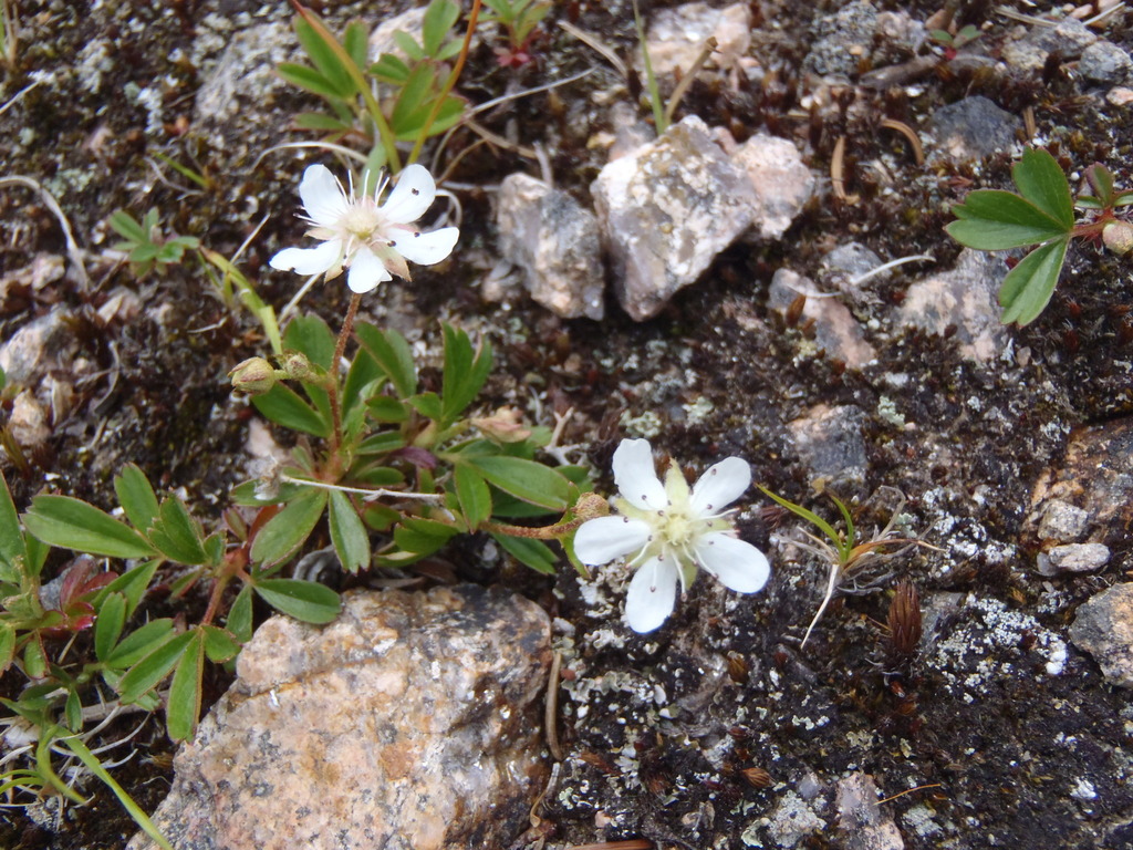 three-toothed cinquefoils