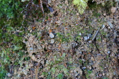 Ditrichum heteromallum