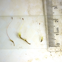 Ditrichum heteromallum