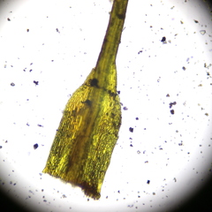 Ditrichum heteromallum