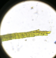 Ditrichum heteromallum