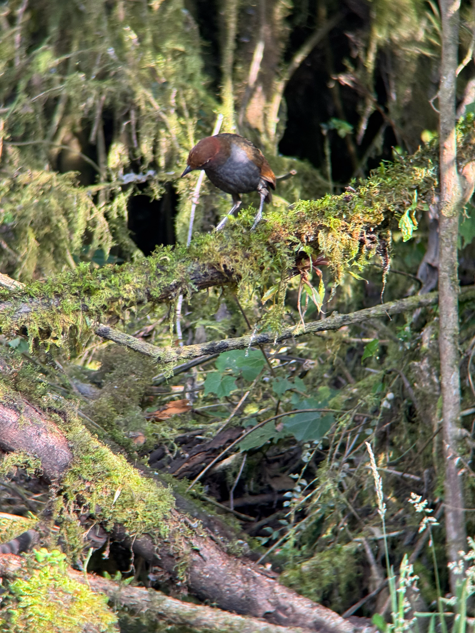 Chestnut-naped Antpitta illustration