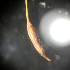 Ditrichum heteromallum