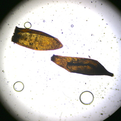 Ditrichum heteromallum