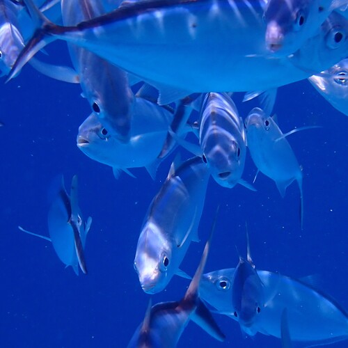 Photo of Bar jack (Caranx ruber)