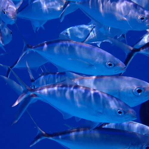 Photo of Bar jack (Caranx ruber)