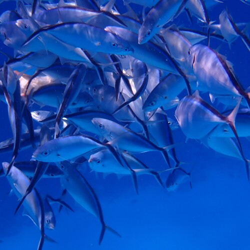 Foto de Cojinua bandera (Caranx ruber)