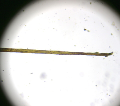 Ditrichum heteromallum