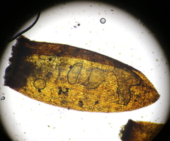 Ditrichum heteromallum