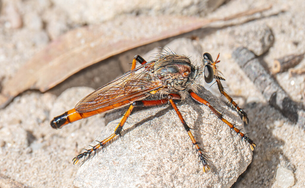 Dakinomyia
