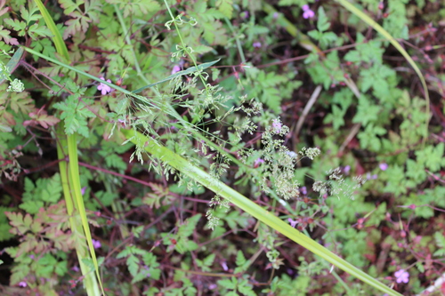Highland Bent (Agrostis castellana)
