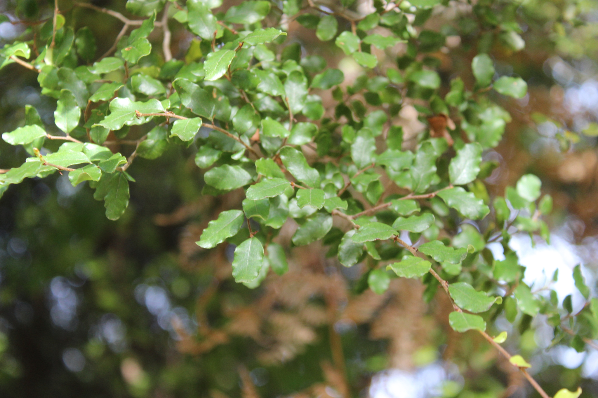 Nothofagus ×