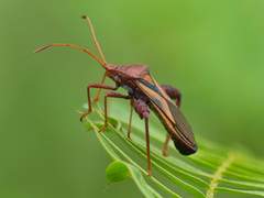 Crinocerus sanctus