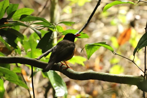 Taita Thrush (Turdus helleri), photo 3