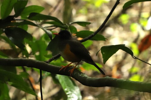 Taita Thrush (Turdus helleri), photo 2