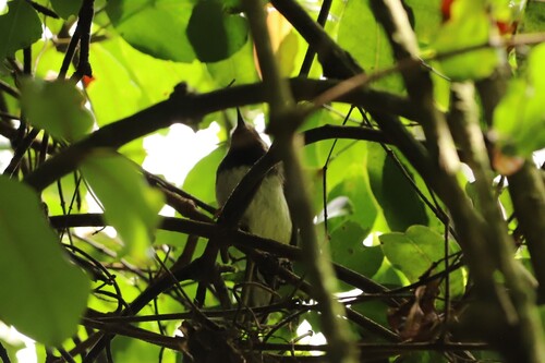 Taita Apalis (Apalis fuscigularis), photo 2