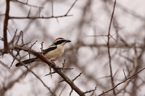 Red-naped Bushshrike (Laniarius ruficeps)