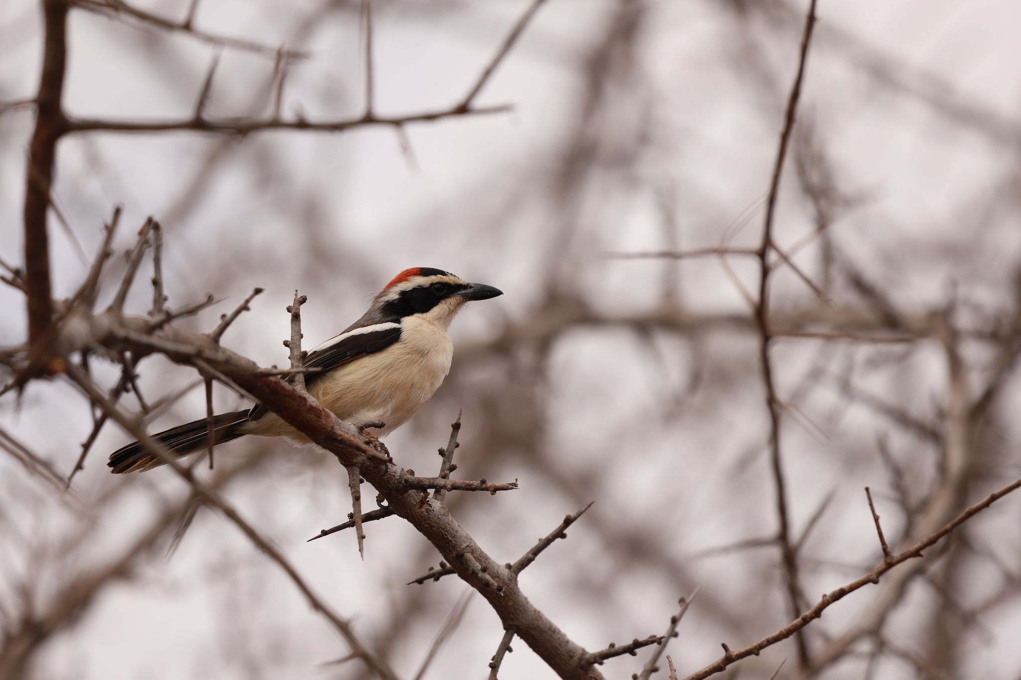 Red-naped Bushshrike (Laniarius ruficeps), photo 1