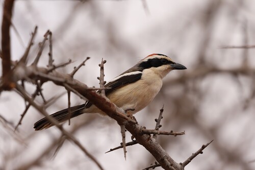 Red-naped Bushshrike (Laniarius ruficeps), photo 4