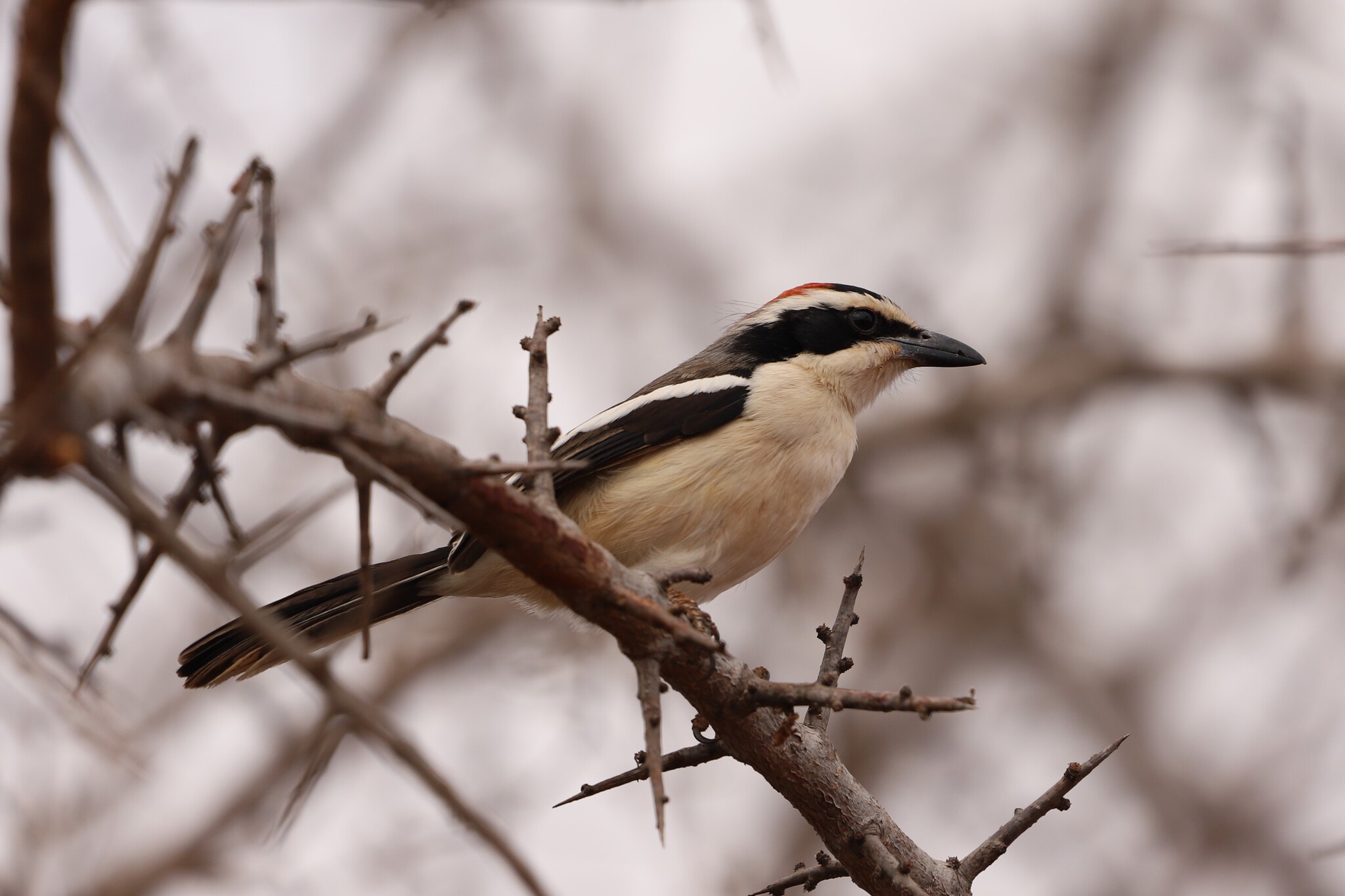Red-naped Bushshrike (Laniarius ruficeps), photo 2
