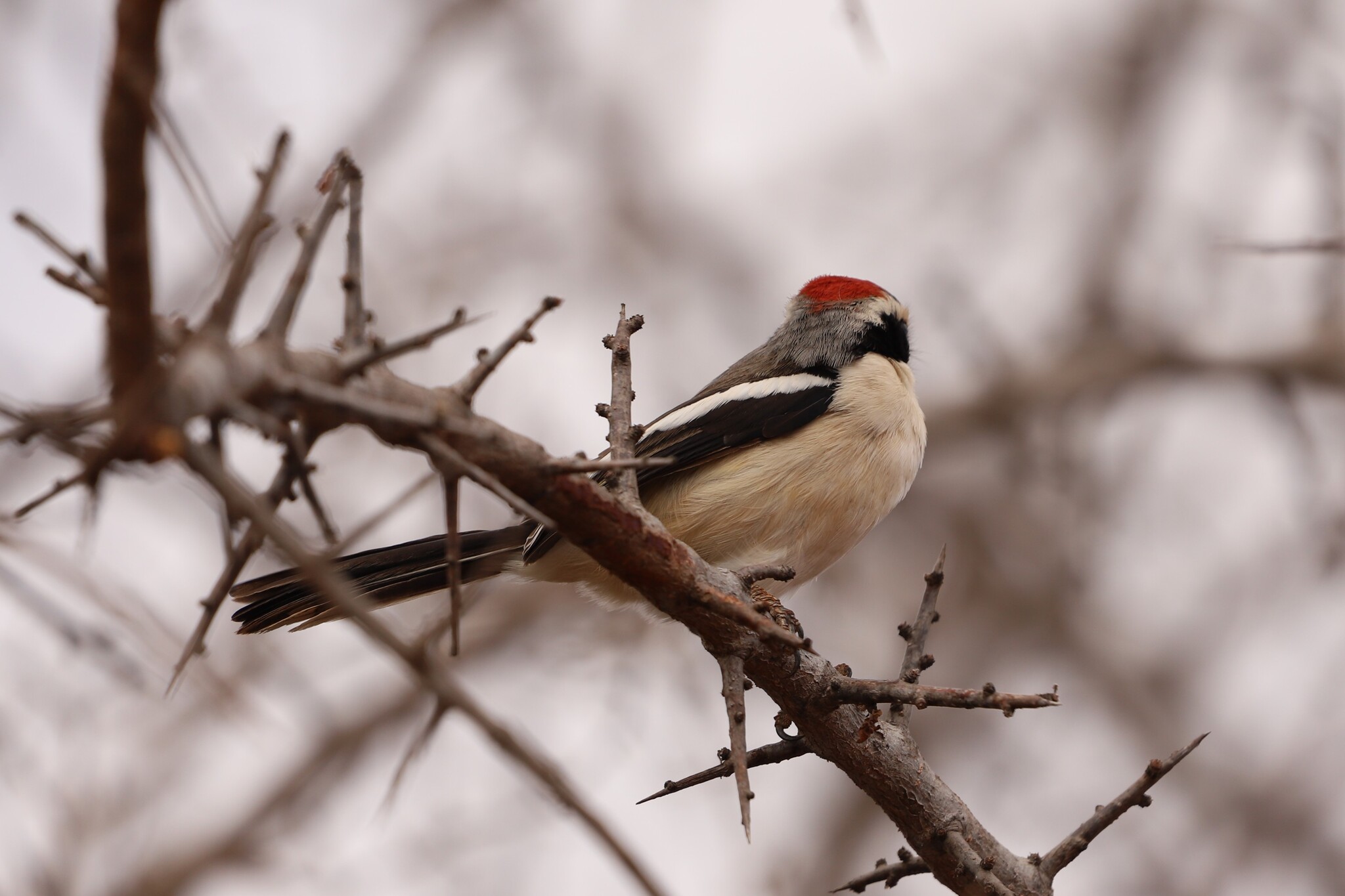 Red-naped Bushshrike (Laniarius ruficeps), photo 5