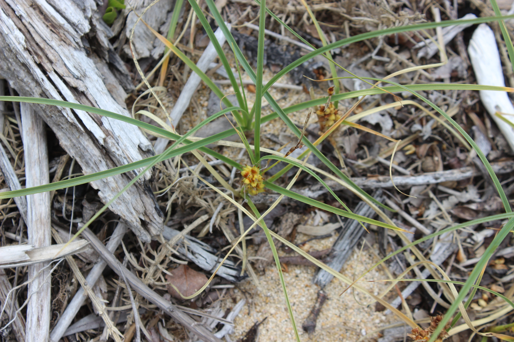 Imagem de Carex pumila