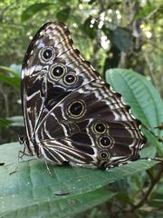 Morpho deidamia