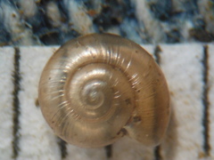 Glyphyalinia