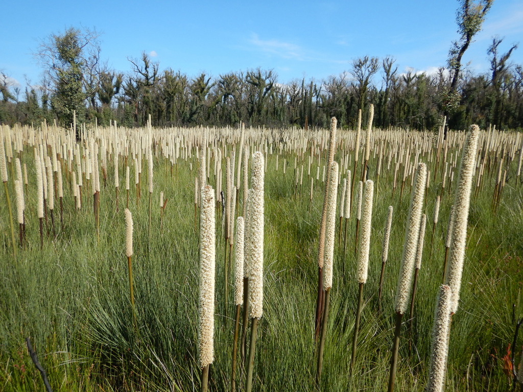 Xanthorrhoea resinosa