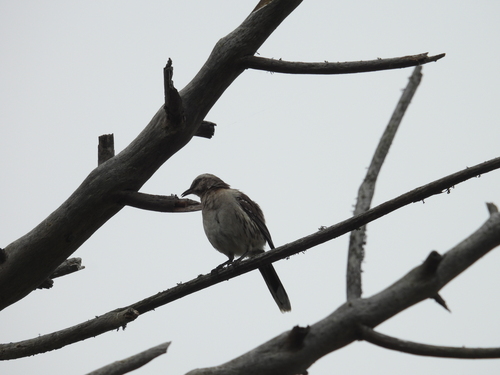 Chilean Mockingbird (Mimus thenca), photo 2
