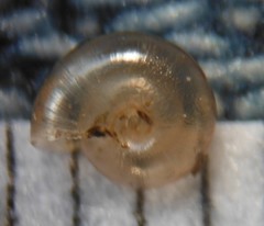 Glyphyalinia