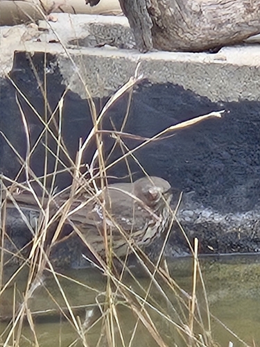 Sage Thrasher (Oreoscoptes montanus), photo 2