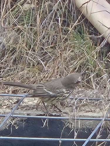 Sage Thrasher (Oreoscoptes montanus), photo 3