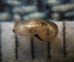 Glyphyalinia