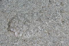 Largescale Dwarf Flounder photo 3
