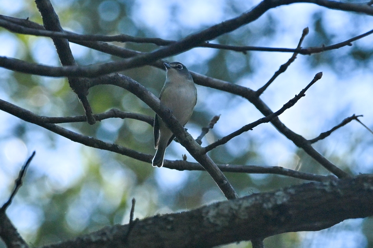 Blue-headed Vireo (Vireo solitarius), photo 6