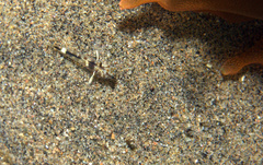 Fusigobius inframaculatus