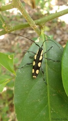 Colobothea cassandra