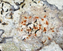 Synarthonia hodgesii