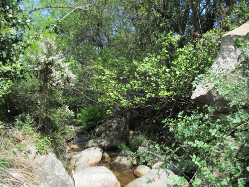 Alnus lusitanica (Alnus lusitanica)