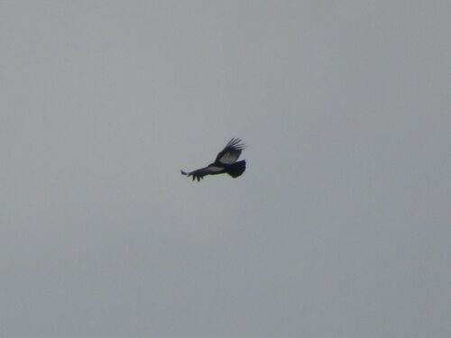Andean Condor (Vultur gryphus), photo 3