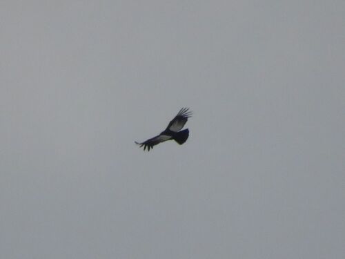 Andean Condor (Vultur gryphus), photo 2