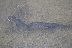 Triturus dobrogicus