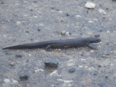 Triturus dobrogicus