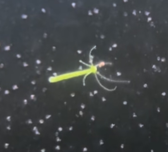 Hydra viridissima Pallas, 1766